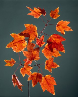 NUVO magazine: Harvard’s Glass Flowers collection