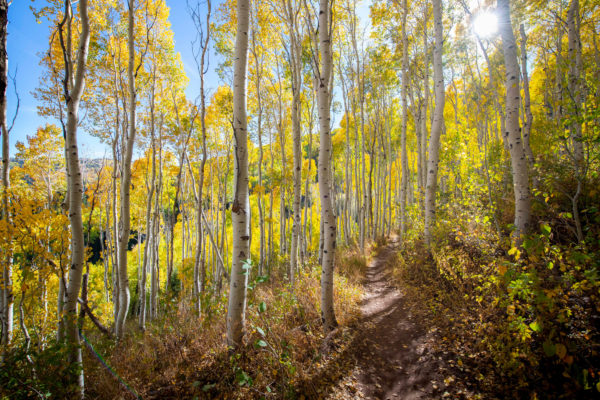 Park City NUVO