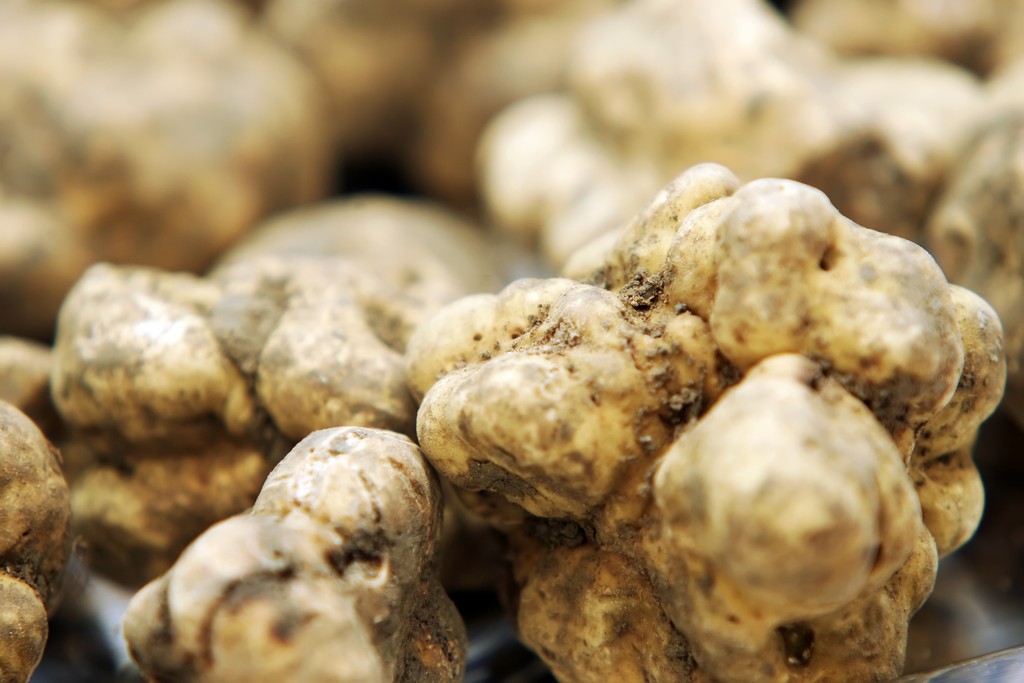 NUVO Magazine: White Truffles