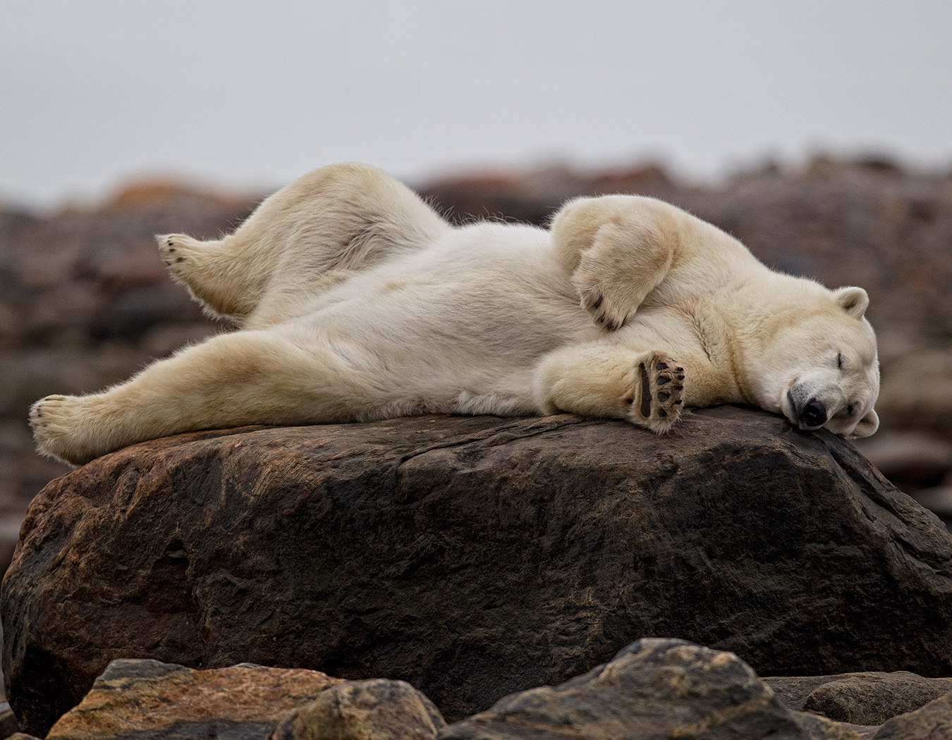 Churchill, Manitoba is a Canadian Bucket List Destination