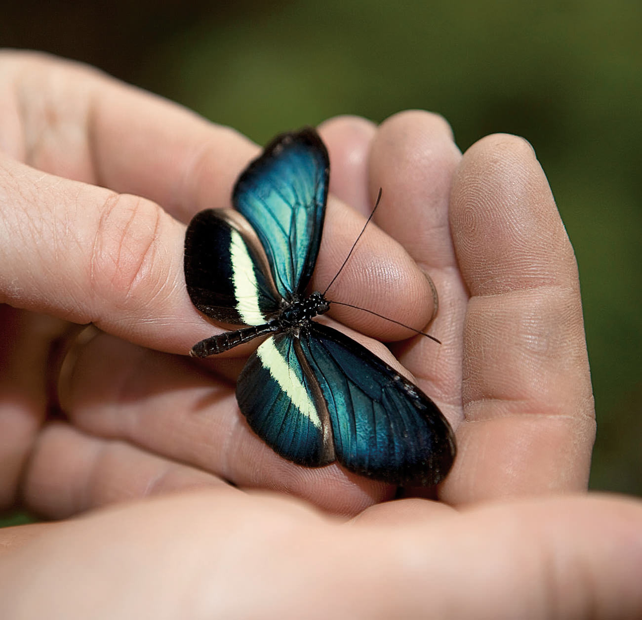 NUVO Magazine: Butterfly World Project