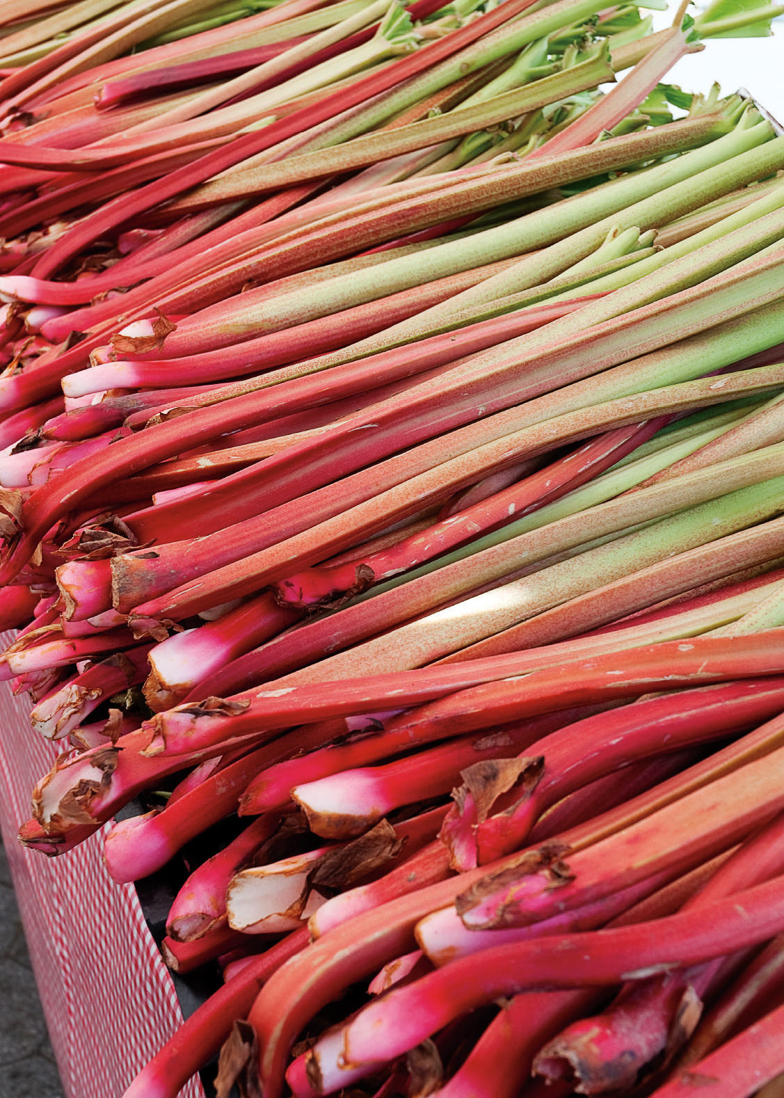 Buy Rhubarb - Red Champagne 'champagne crowns' in the UK