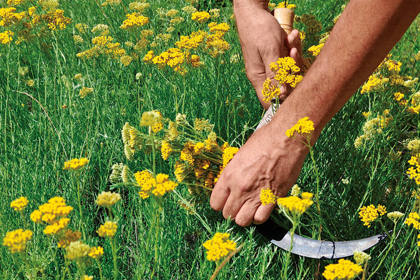 NUVO Magazine: L'Occitane en Provence