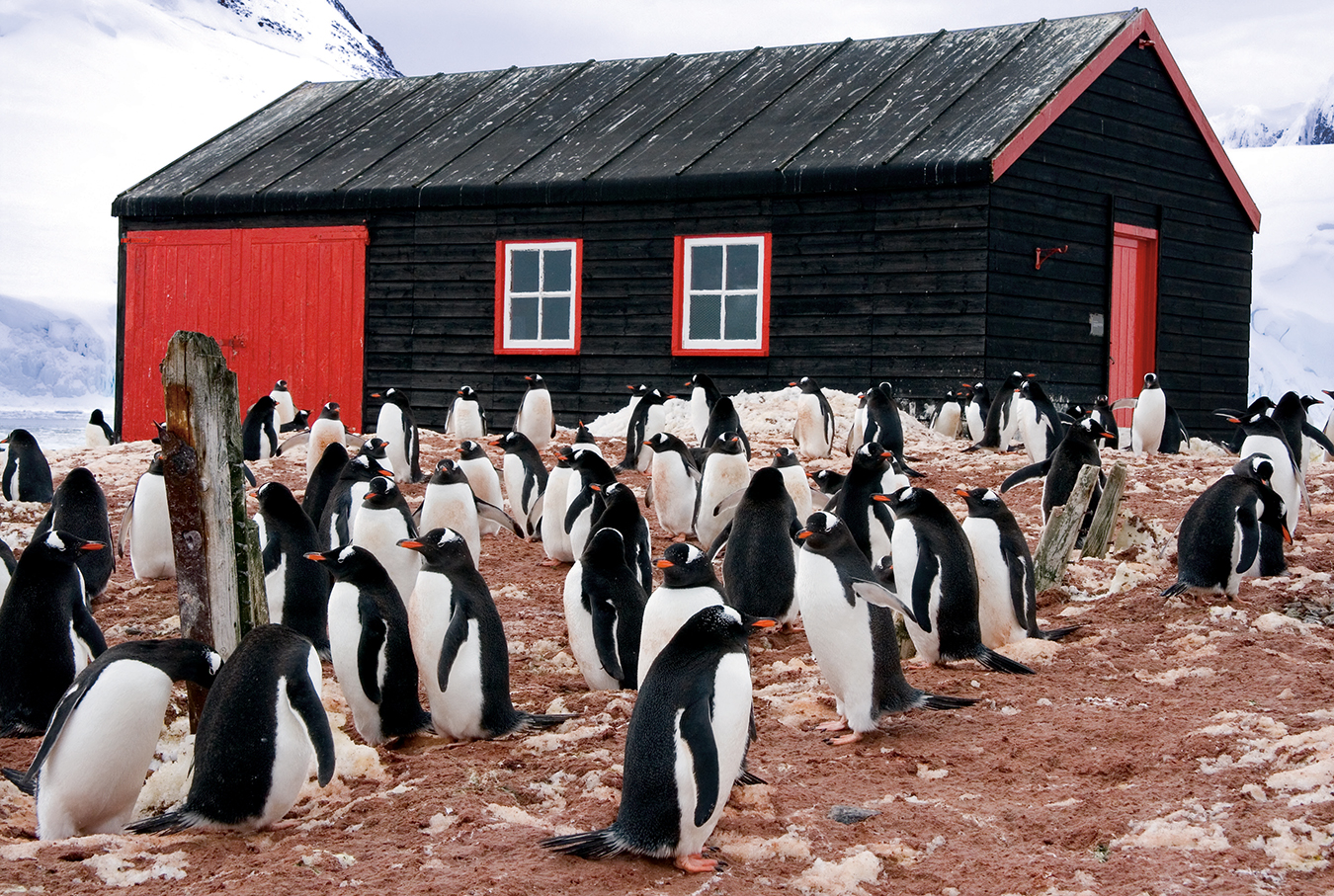 Nuvo Magazine: The Colourful South Pole