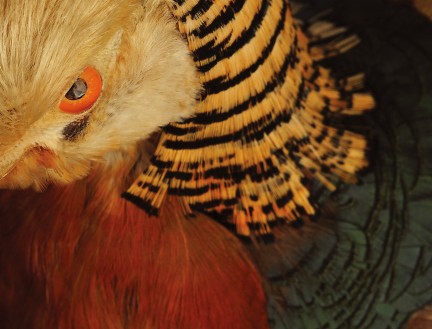 Nuvo Magazine: Museum Of Vancouver Taxidermy Exhibit