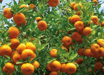 NUVO Magazine: Oranges