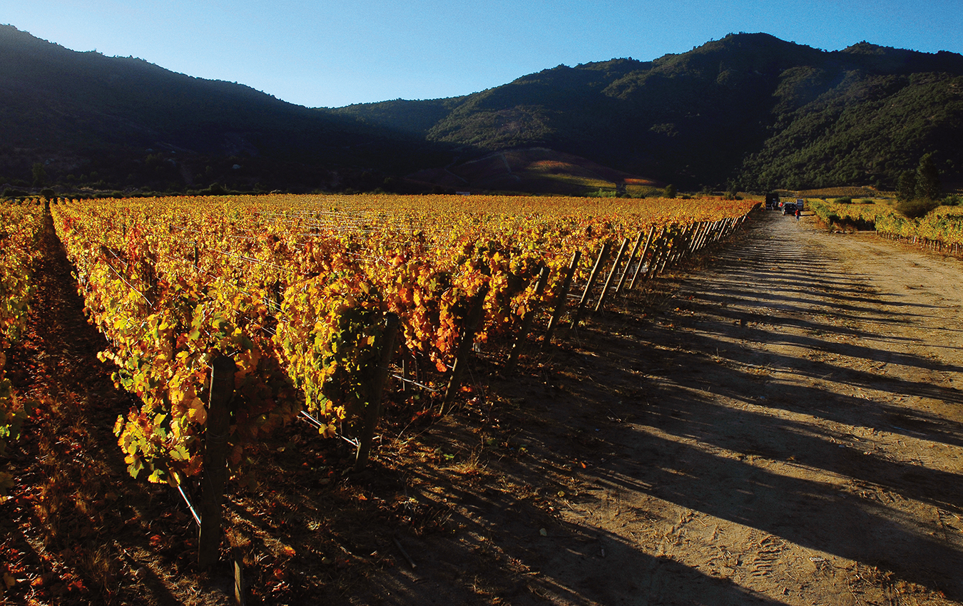 NUVO Magazine: Carmenère At The Viña Carmen Winery In Chile