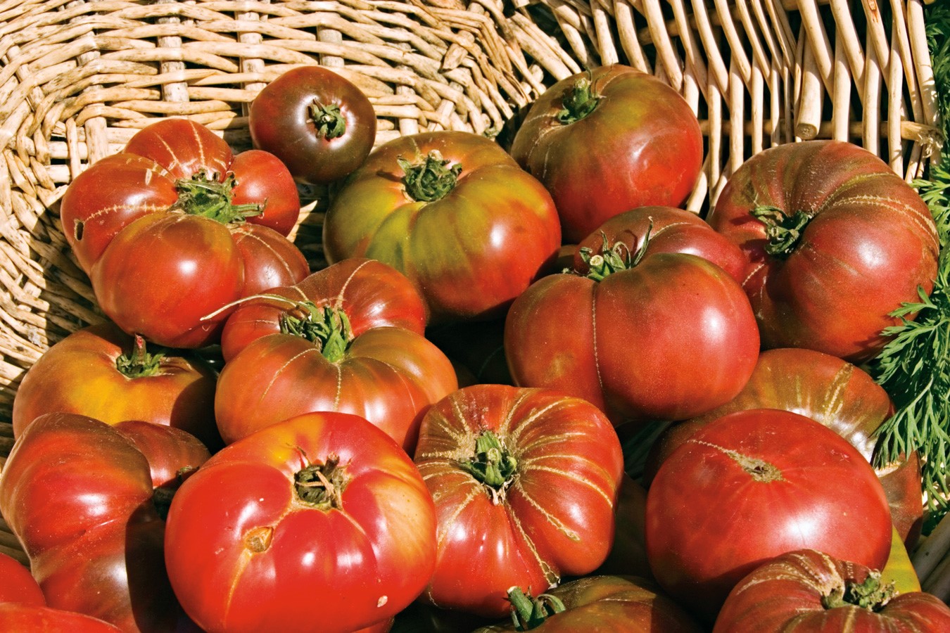 Organic Yellow Brandywine Heirloom Tomatoes, 1 lb, Blue House Farm