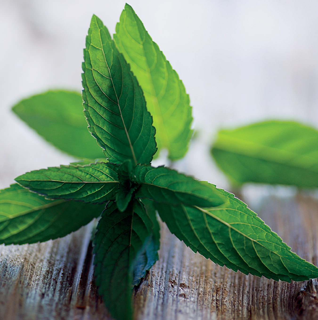 NUVO Magazine: FYI Food Mint