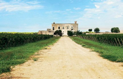 NUVO Summer 2014: Wines of Puglia