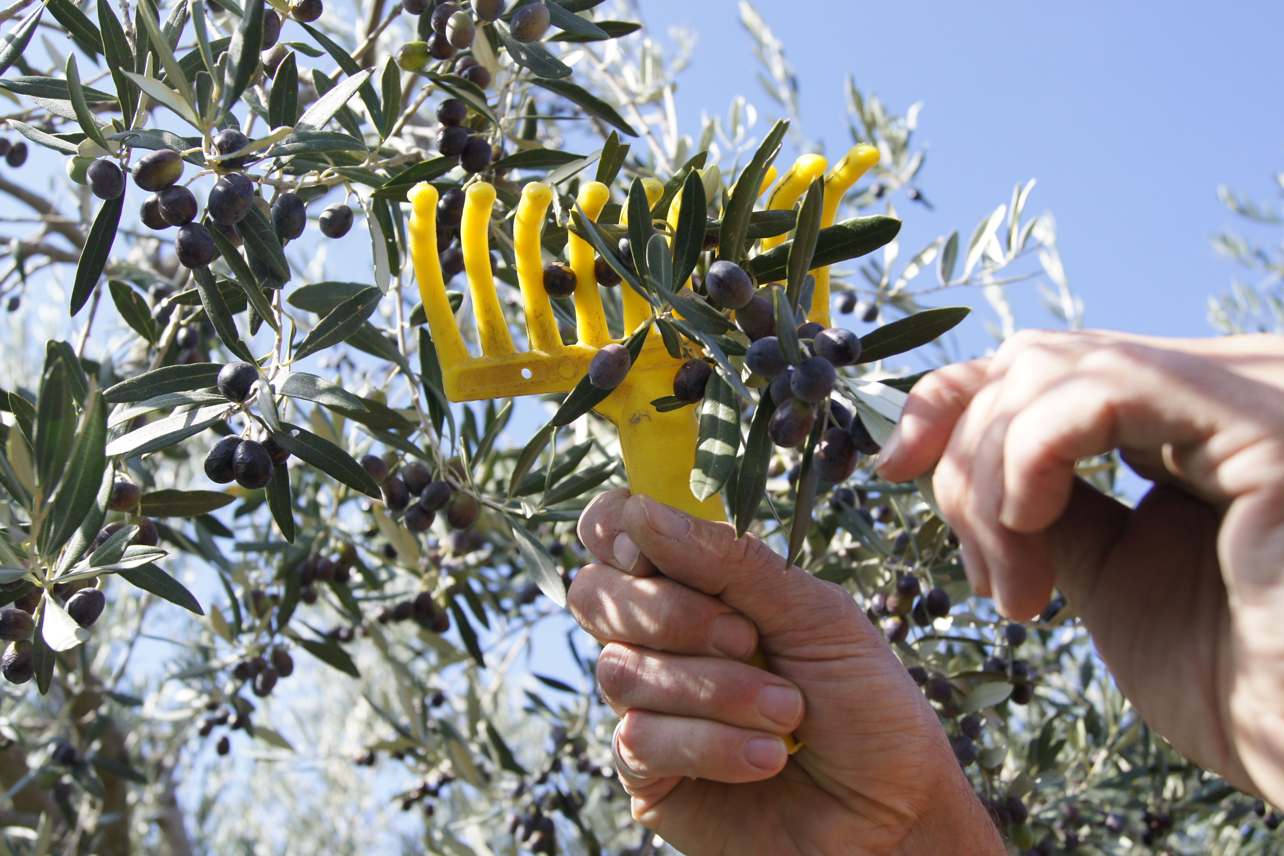 NUVO Daily Edit: Casa Margherita Olive Tree