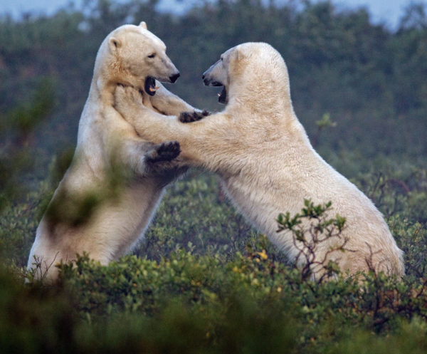 Churchill Manitoba Polar Bears