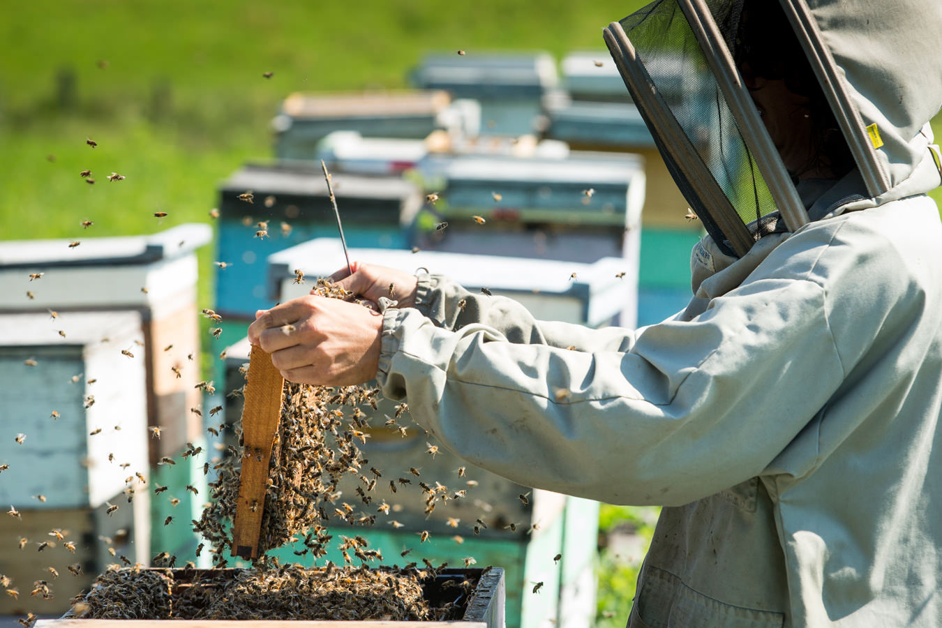 NUVO Summer 2015: The Wildest of Honeys