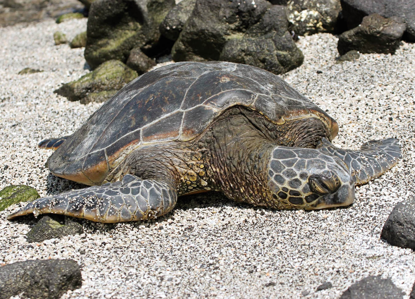 North Carolina's Sea Turtle Haven