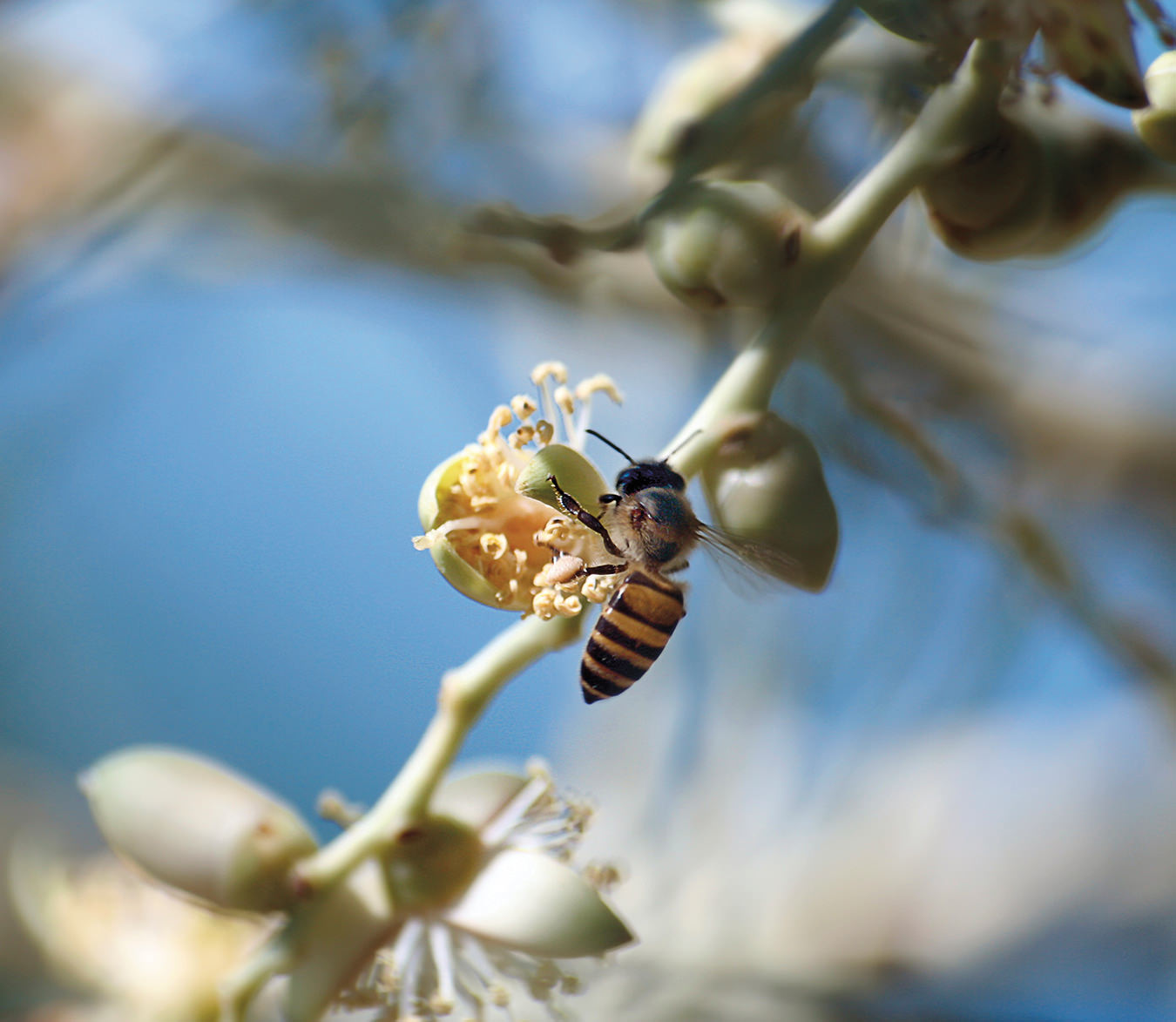 NUVO Summer 2016: Bee Venom-Laced Skin Care, FYI Beauty