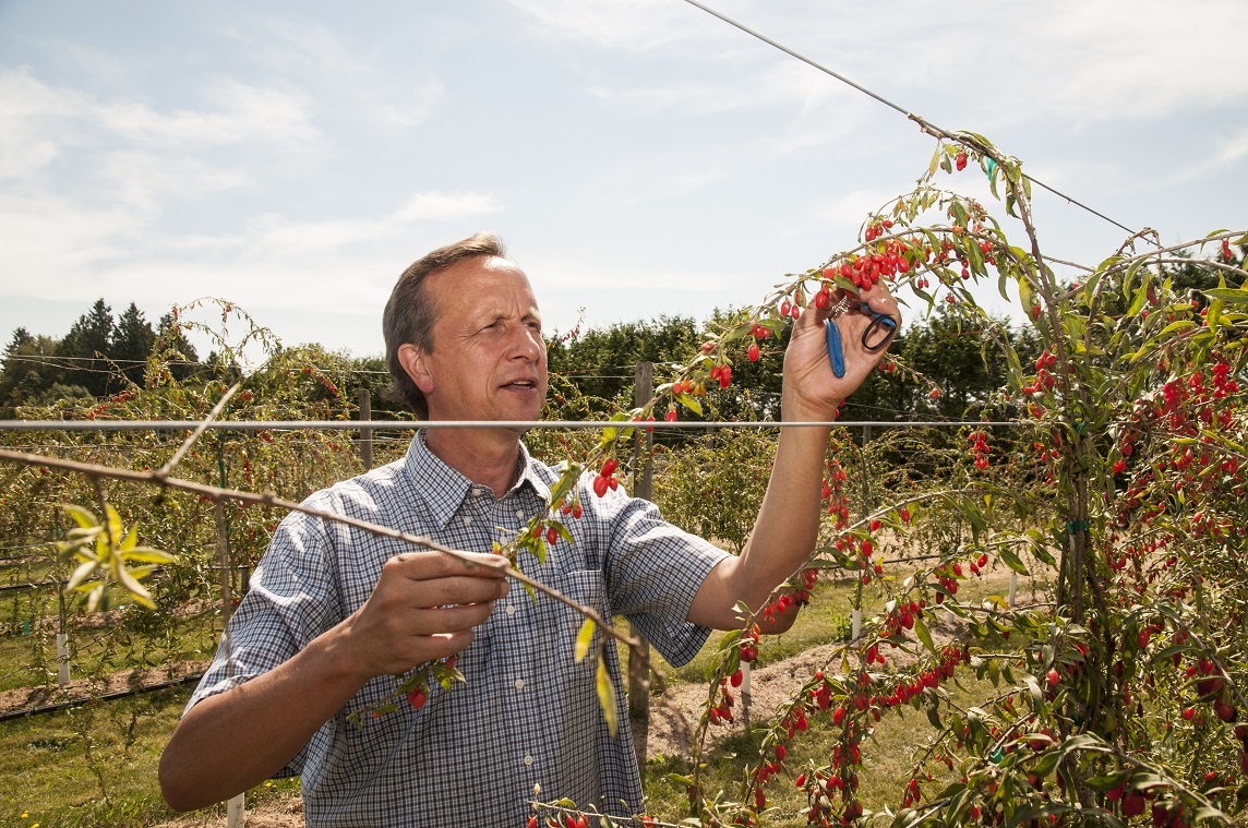 Goji Berry Production