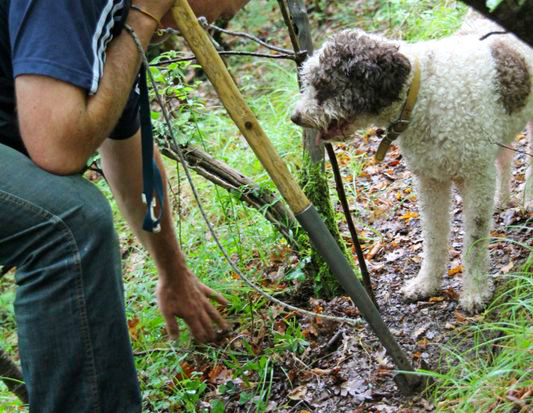 Daily Edit, Truffle Hunting