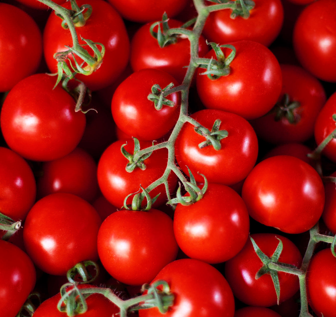 Tomatoes 2.0, FYI Food, Summer 2017