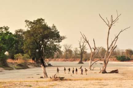 Walking Safaris in Zambia, Daily Edit