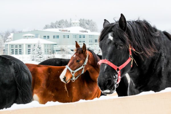 Ontario Winter Getaways Deerhurst