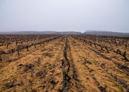 Wine and Climate Change - Into Wine NUVO Spring 2019