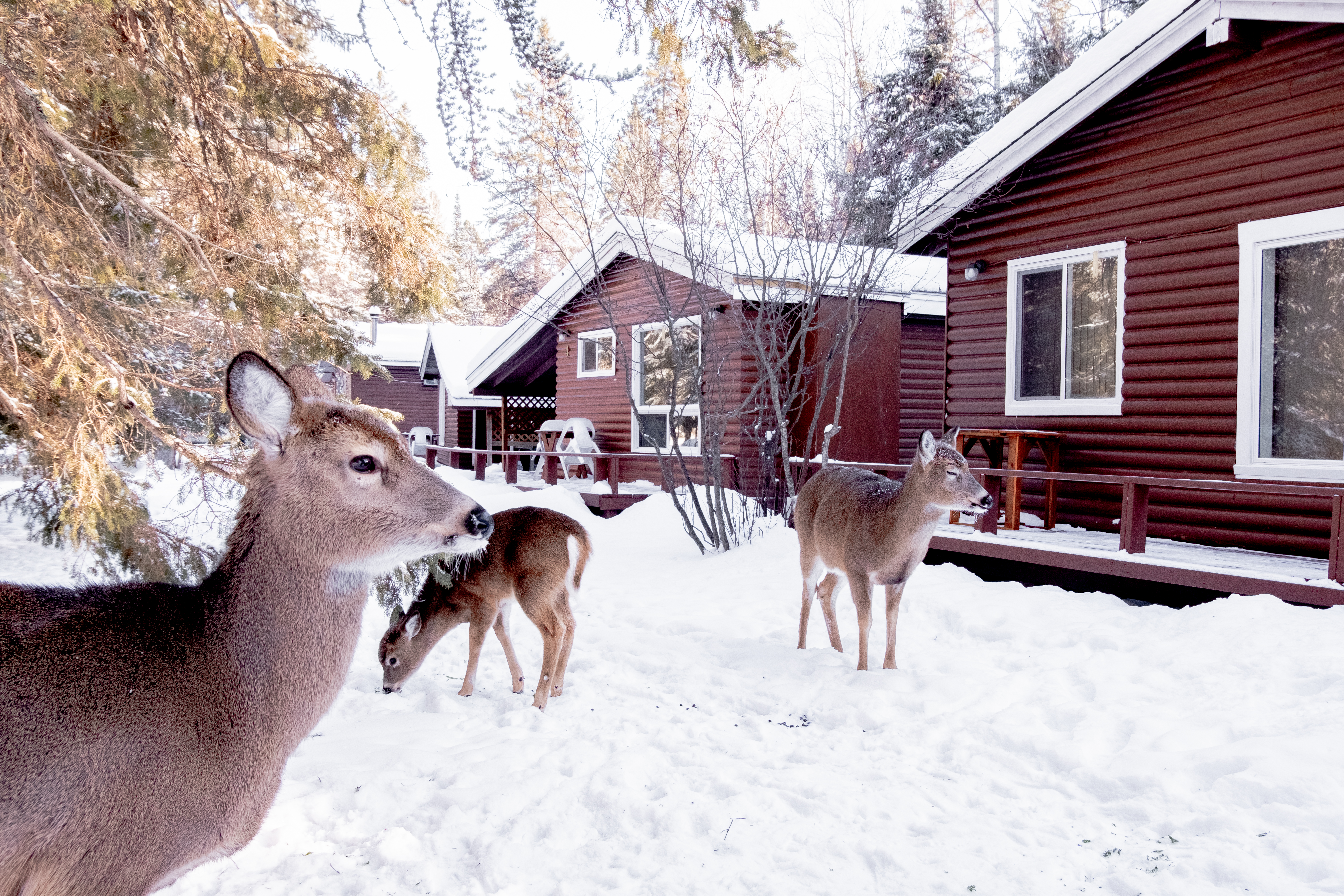 Tallpine Lodged Cabin