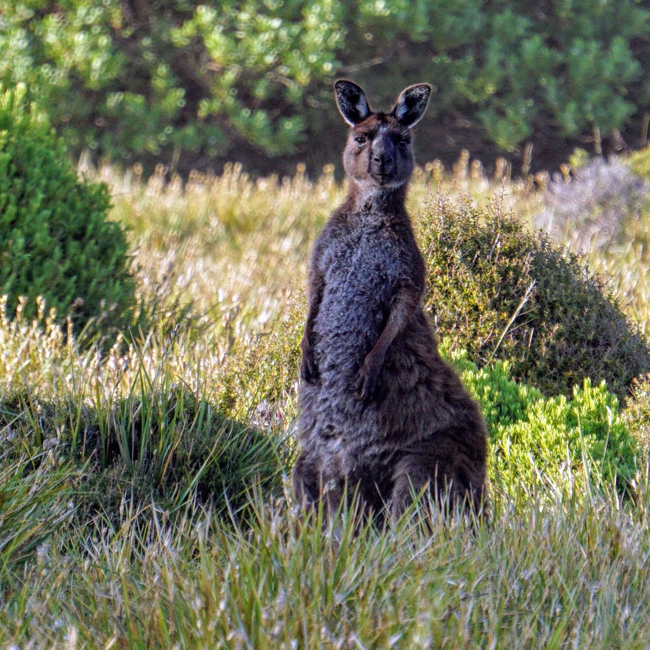 Kangaroo on Kangaroo Island