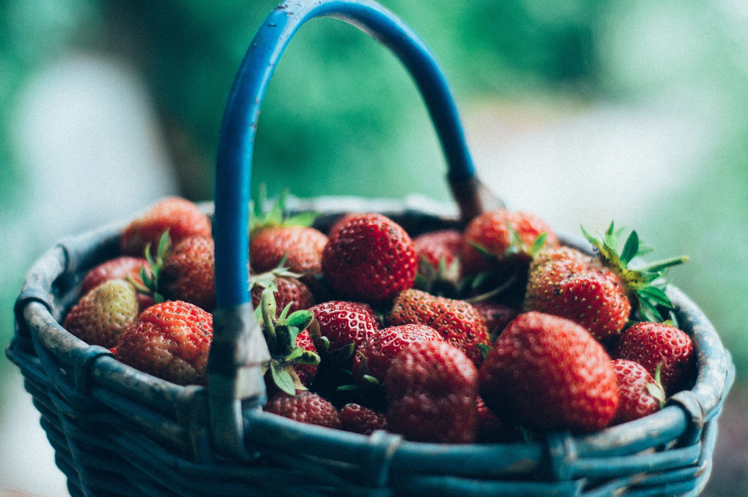 When is Strawberry Season  : Your Ultimate Guide for Freshness