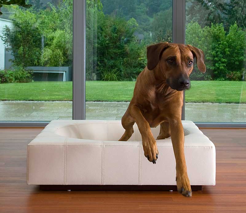 brandina miacara  Dog sofa, Pet furniture, Dog furniture