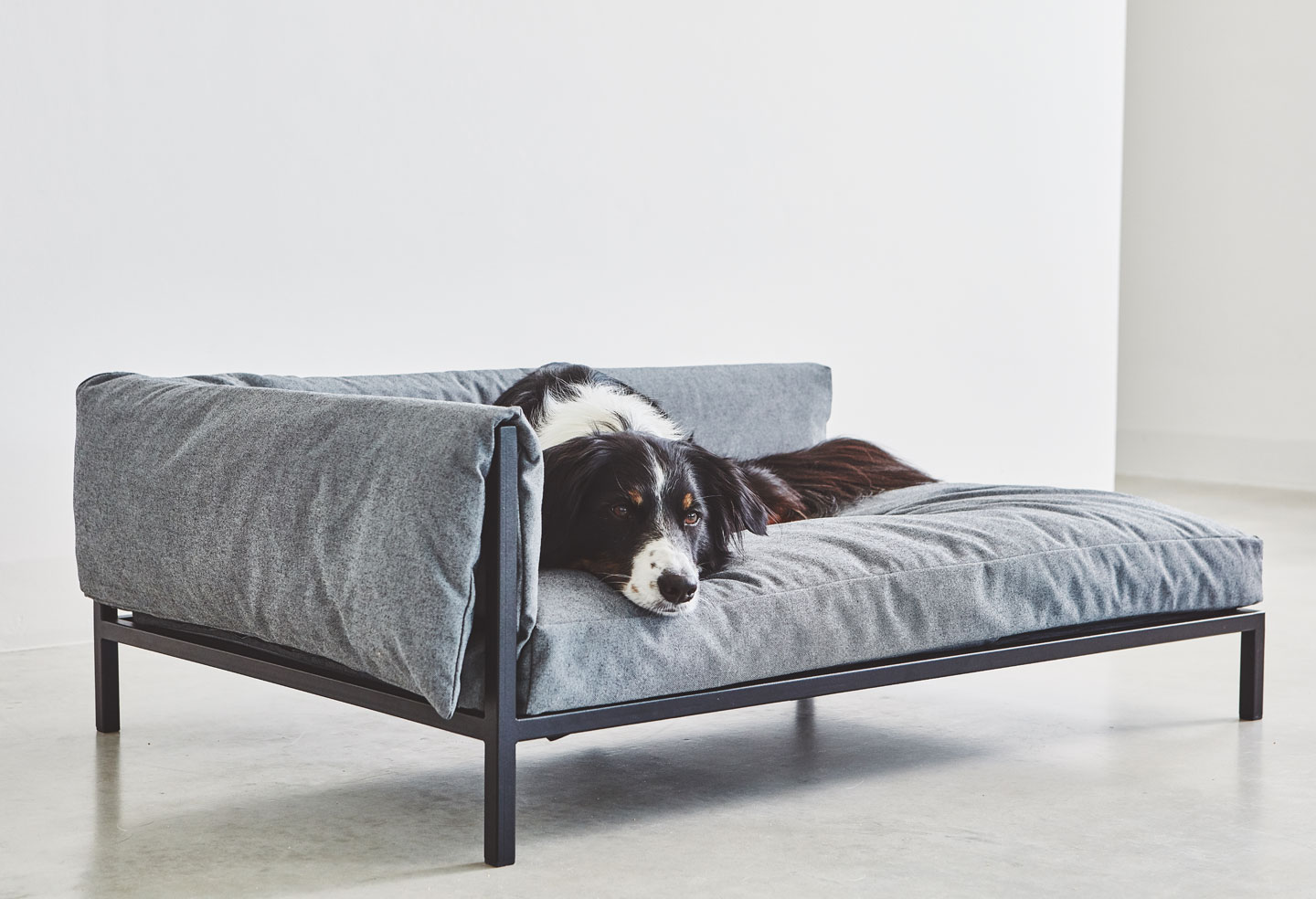 Dog sofa outlet canada