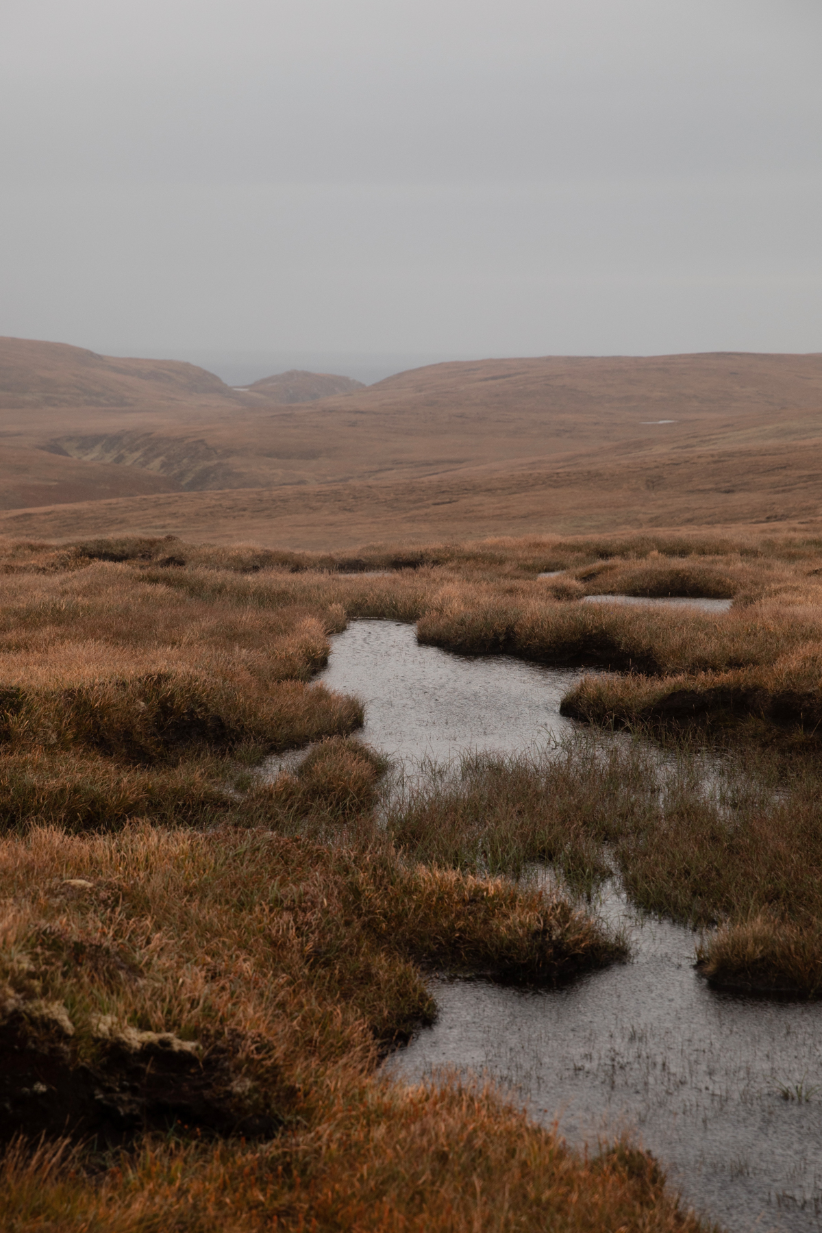 Moody Scottish Bog picture
