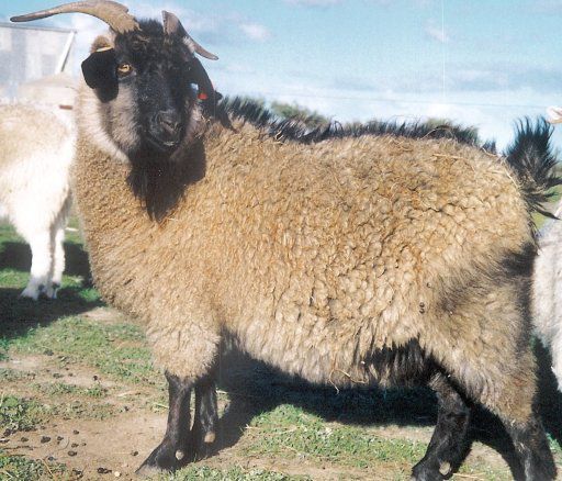 types of wool