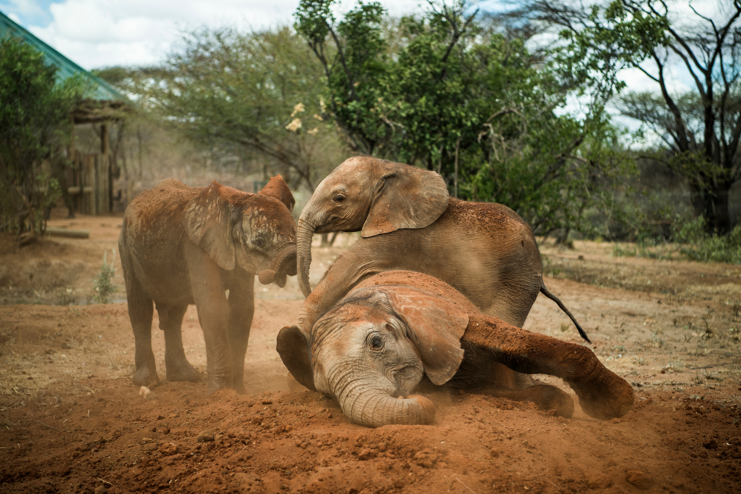  Kenya’s First Community-Owned Elephant Sanctuary