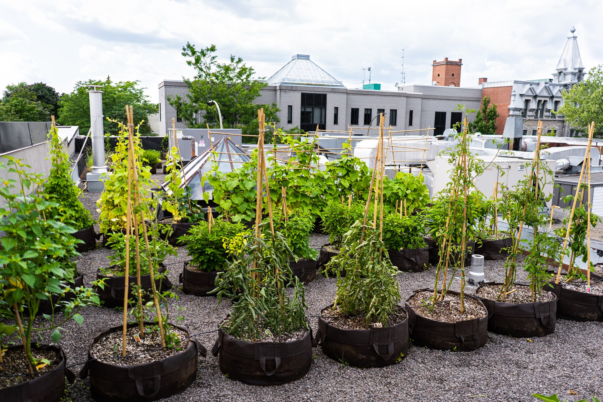 Montreal rooftop garden at Projet Pilote
