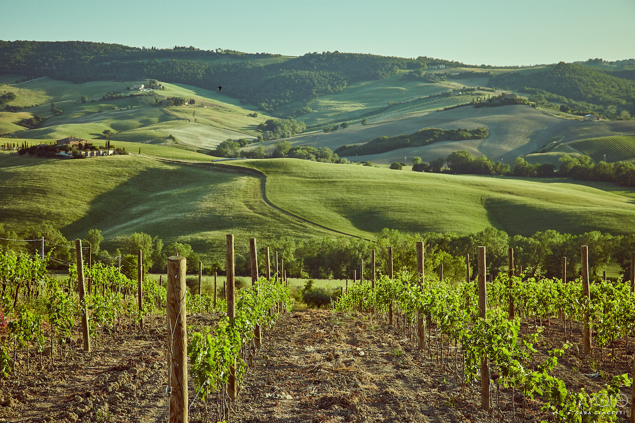 tuscany wine