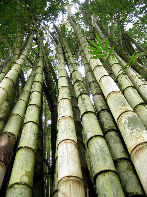 Bamboo Building Materials, Bamboo Lumber