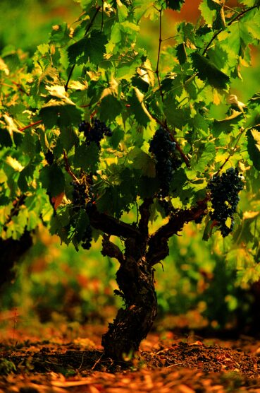 Sicily Italy wine vineyard grapes