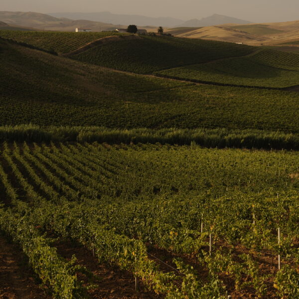 Sicily Italy vineyards