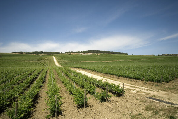 Sicily Italy large vineyard