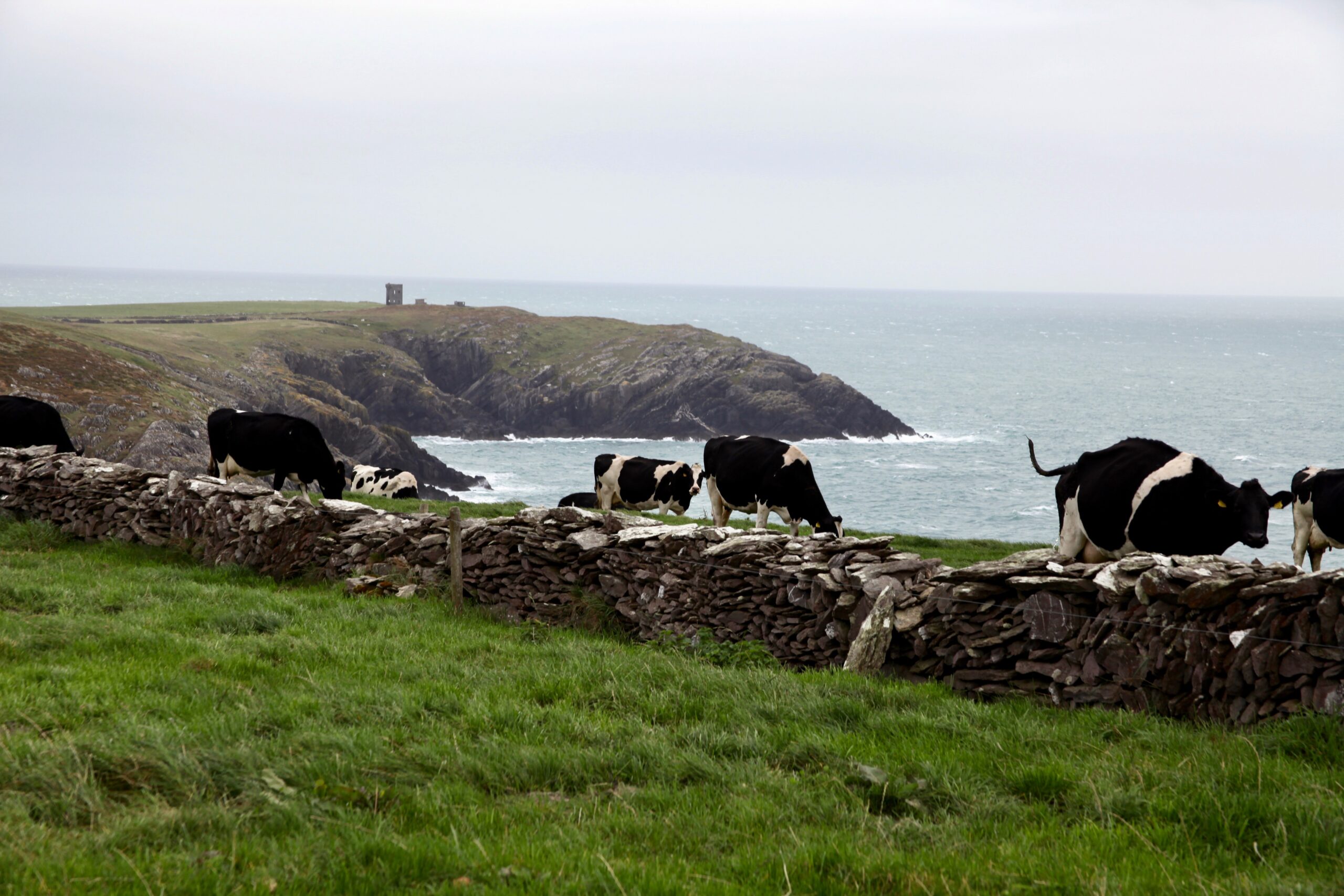 Cows grazing in county of Cork