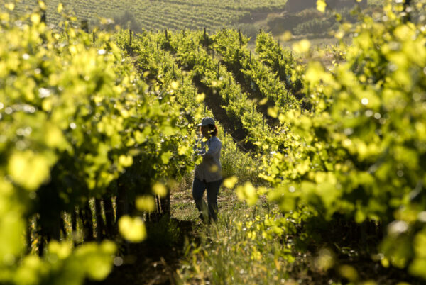 Sicily Italy woman working in vineyards