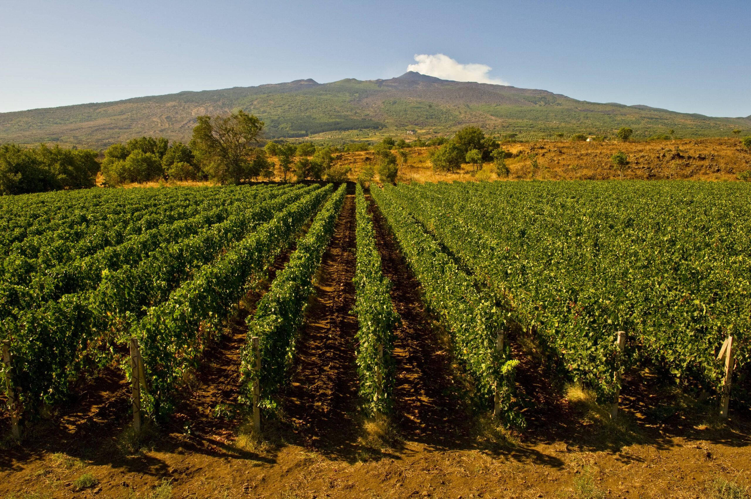 Sicily Italy vineyards with mountain