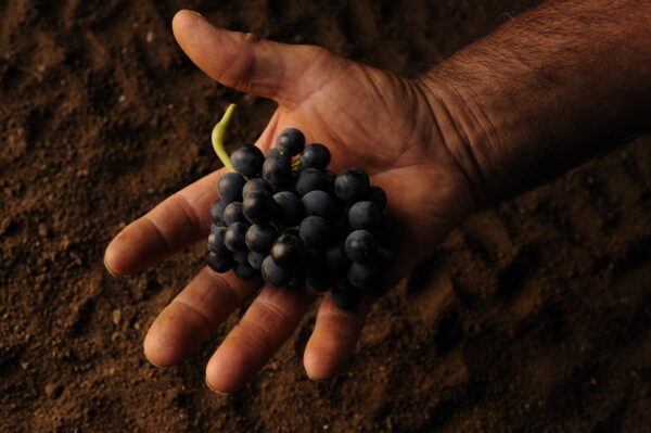 Sicily Italy hand holding grapes