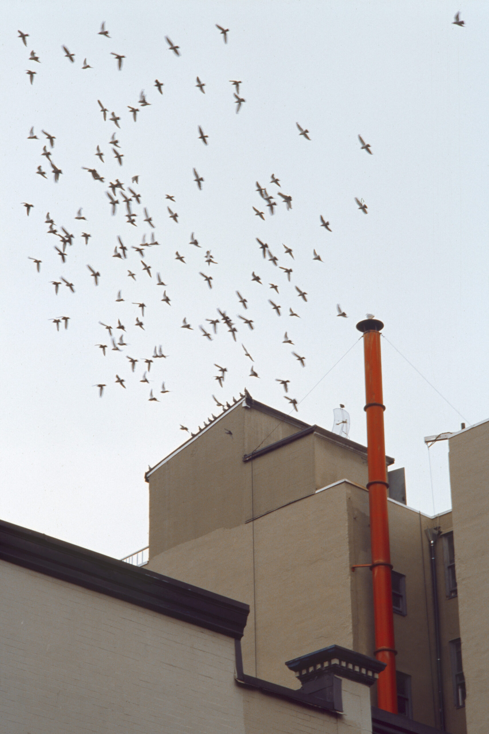 Birds in Vancouver by Marley Hutchinson