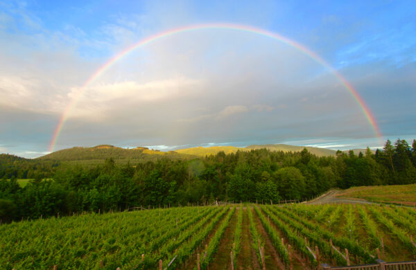 Vancouver Island Wine