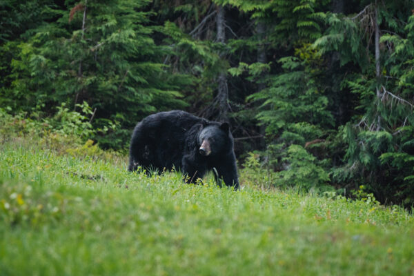 Whistler