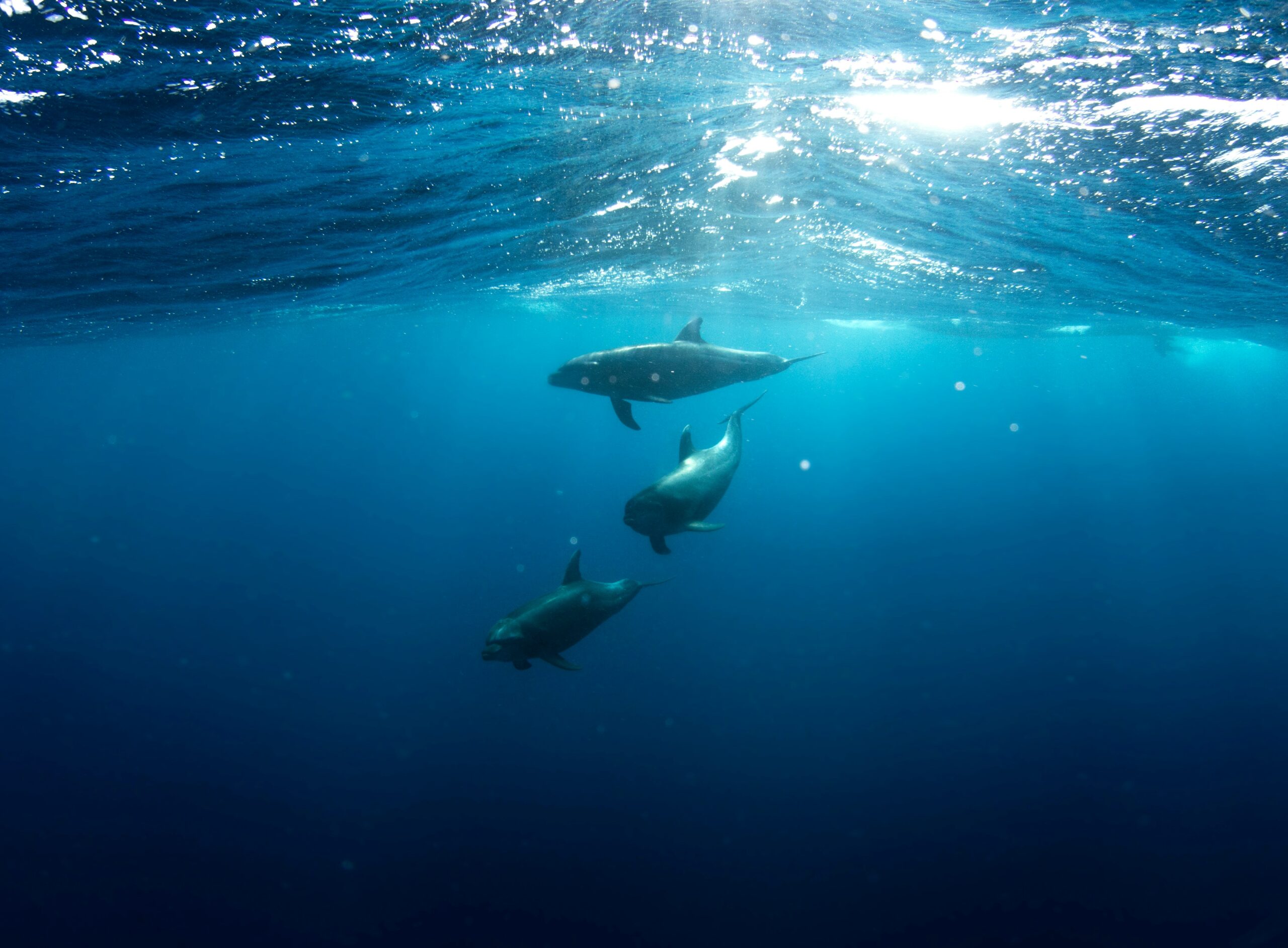 Scientists Are Working to Make the Ocean a Quieter Place