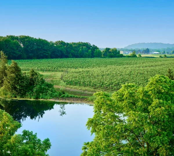 Dobbin Estate Raises the Bar for Ontario Premium Wines