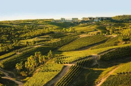 Bodega Garzon