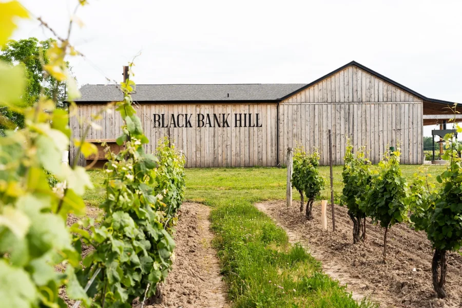 Black Bank Hill: A New Winery that Matured Quickly